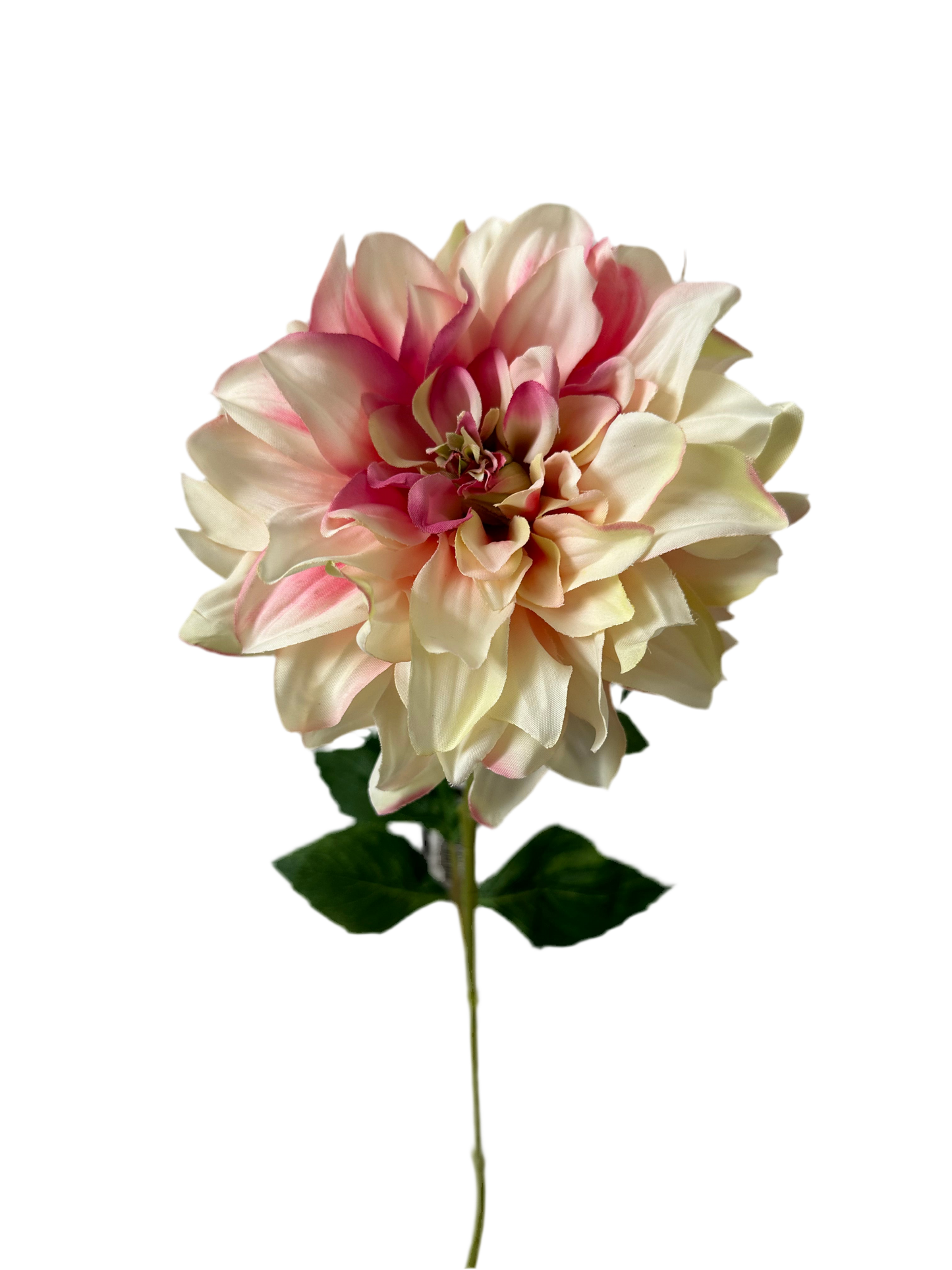 Dahlia crème/roze