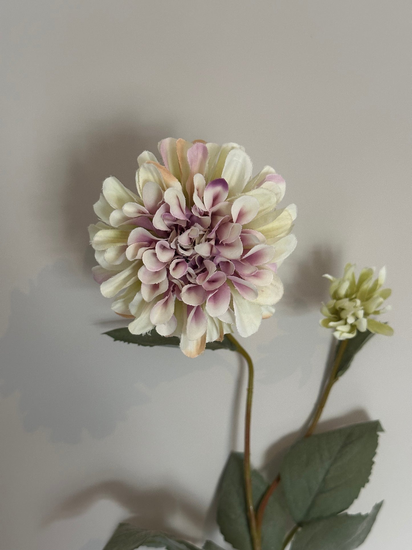 Dahlia wit