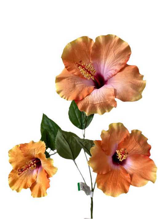Hibiscus oranje