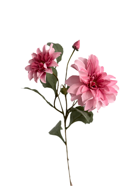 Dahlia