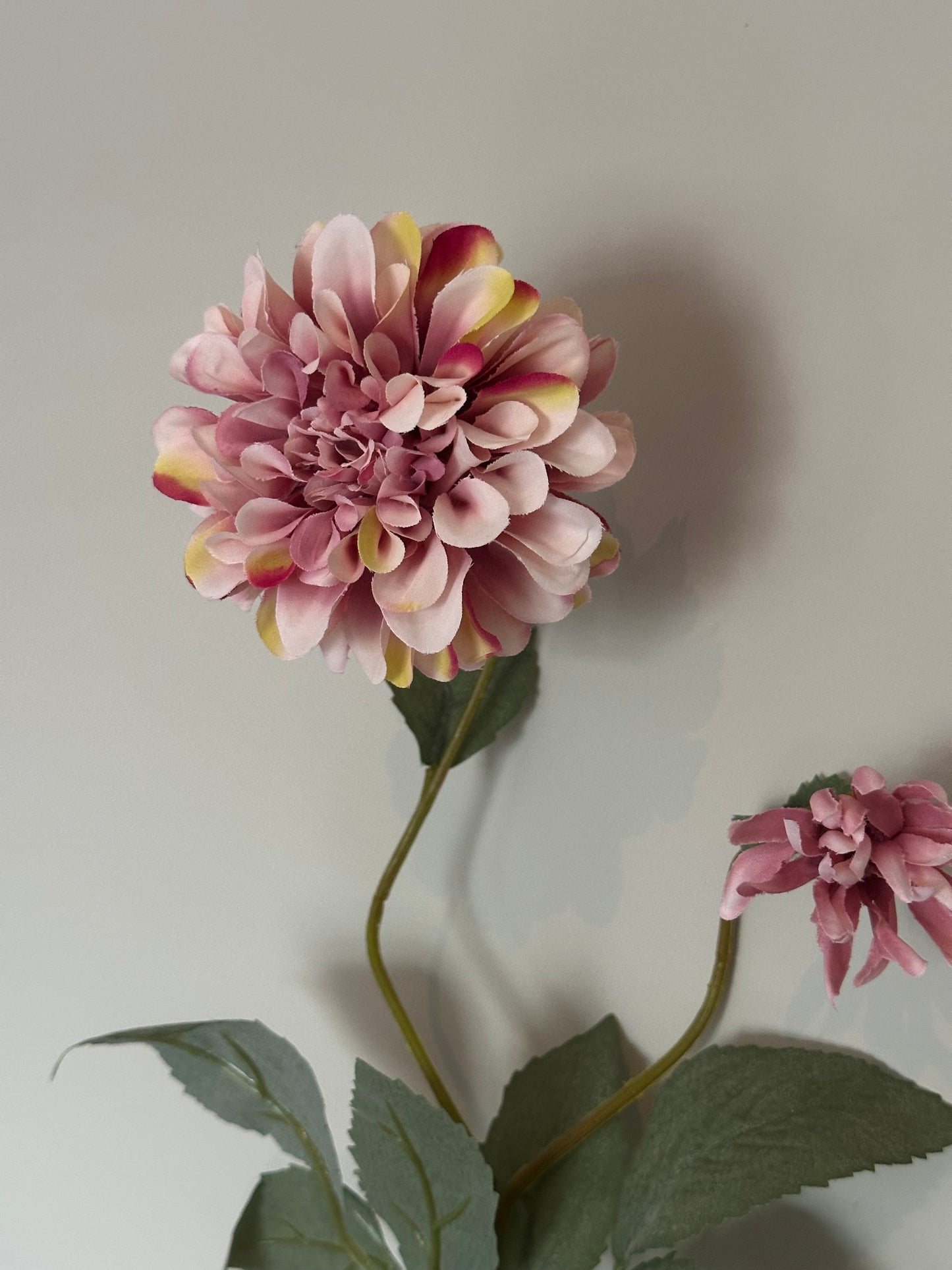 Dahlia rosé
