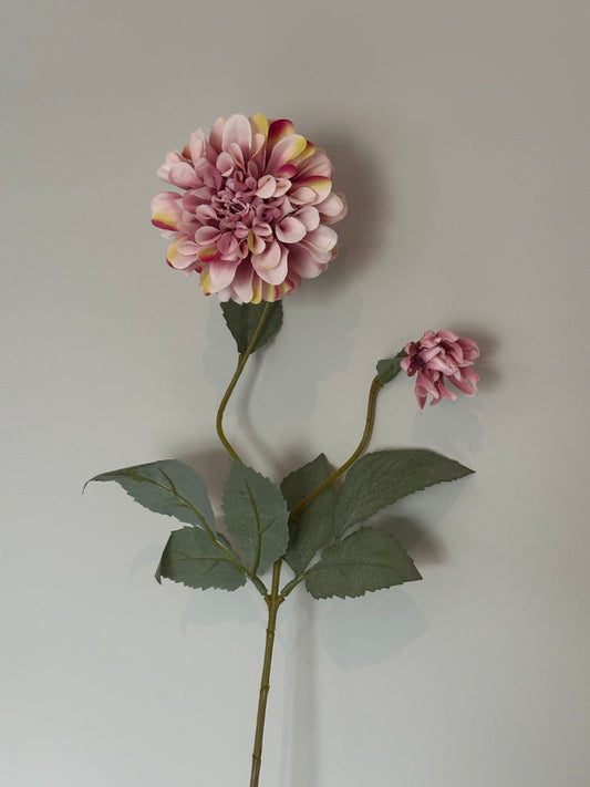Dahlia rosé
