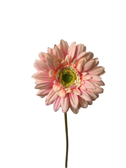 Gerbera Nice
