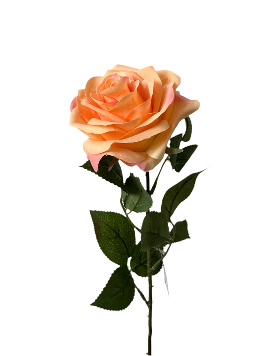 Roos peach
