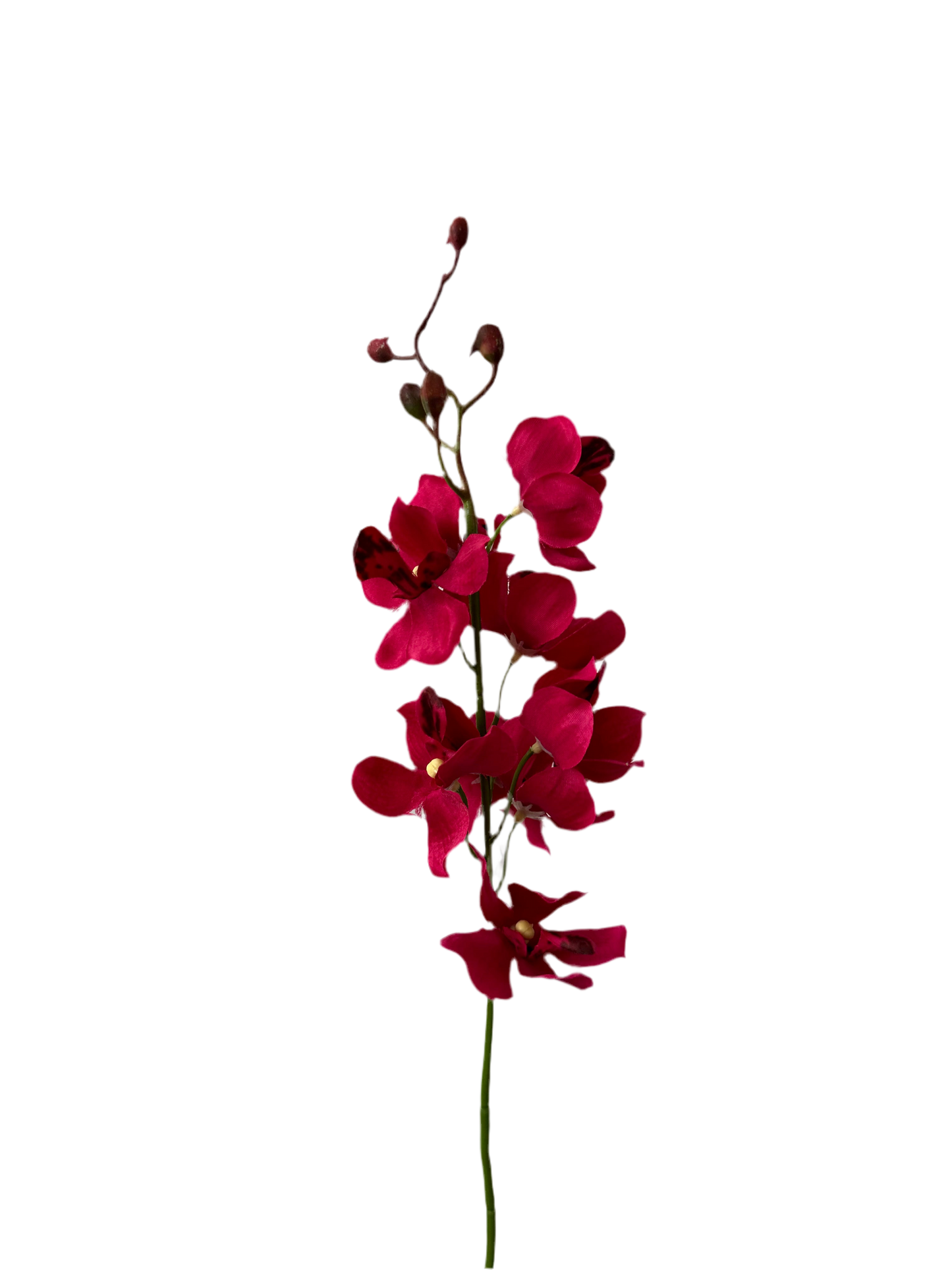 Mokara spray beauty