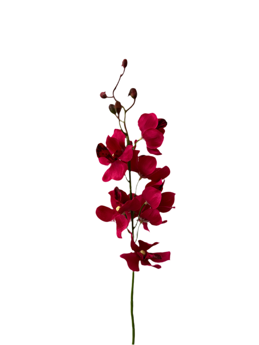 Mokara spray beauty