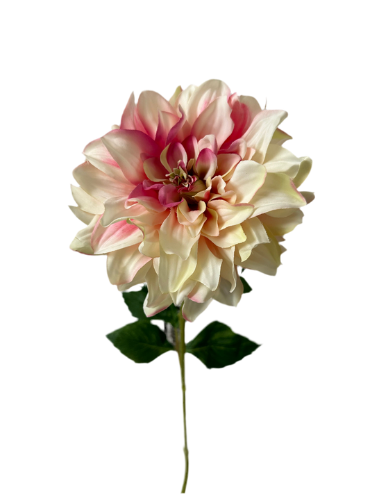 Dahlia crème/roze