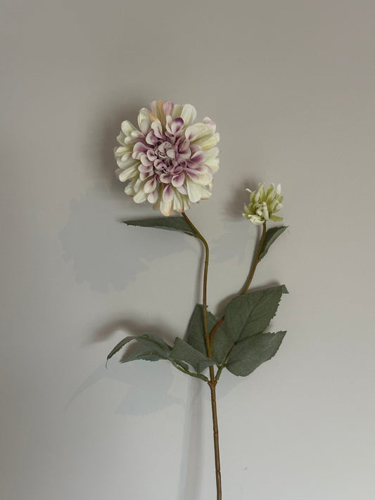 Dahlia wit